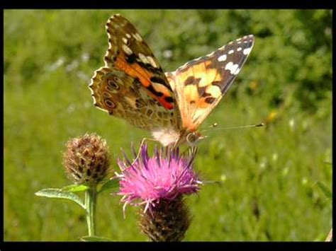 london symphony orchestra a gift of a thistle